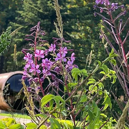 - Haus An Der Loipe Altenberg (Erzgebirge)